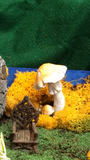 Toadstool fairy garden