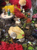 Mini hedgehogs in the garden