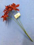 Poinsettia