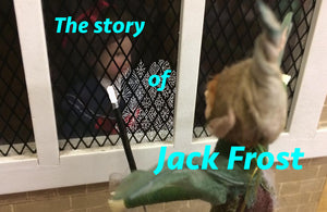 The story of Jack Frost