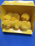 six yellow chicks