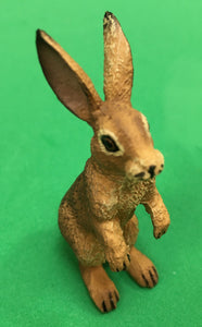 Jack rabbit hare