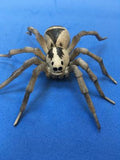Scary plastic spider